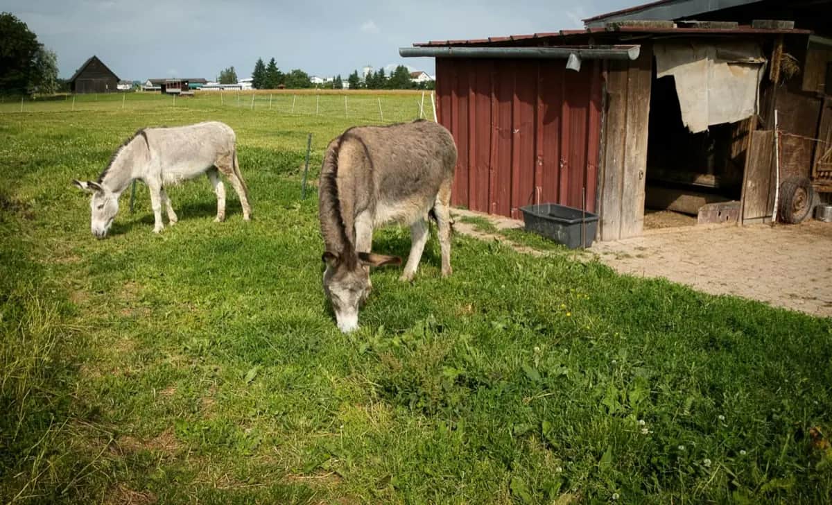 Haustiere in der Krise: Vollständiger Vorbereitungsguide für Tierhalter