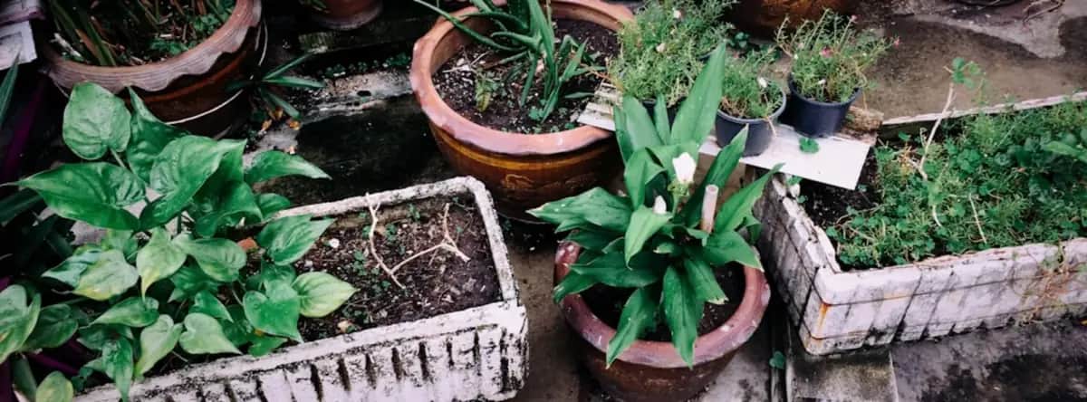 Selbstversorgung durch Gartenbau: Vollständiger Einsteiger-Guide